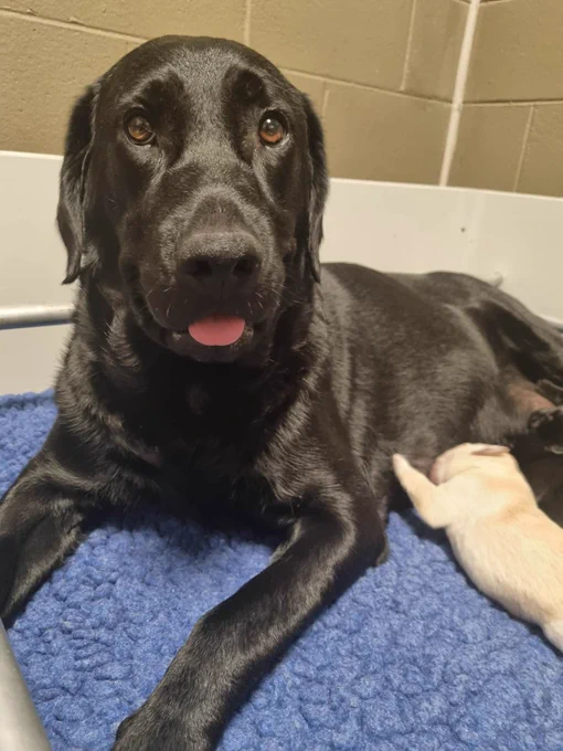 One of the mums smiling with her tongue slightly out while one of her pups feeds.