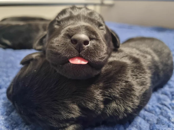 A black pup resting on top of another black pup while its tongue pokes out.