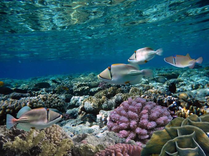 Biodiversität im Meer erhalten - dafür stellt das Bundesministerium für Bildung und Forschung Fördergelder bereit