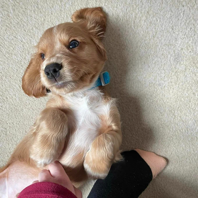 Golden cocker spaniel puppy Chip is lying on his back on a cream carpet and is having his tummy tickled.