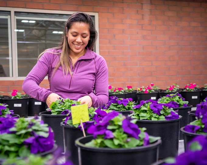 Associate working on plants in a greenhouse