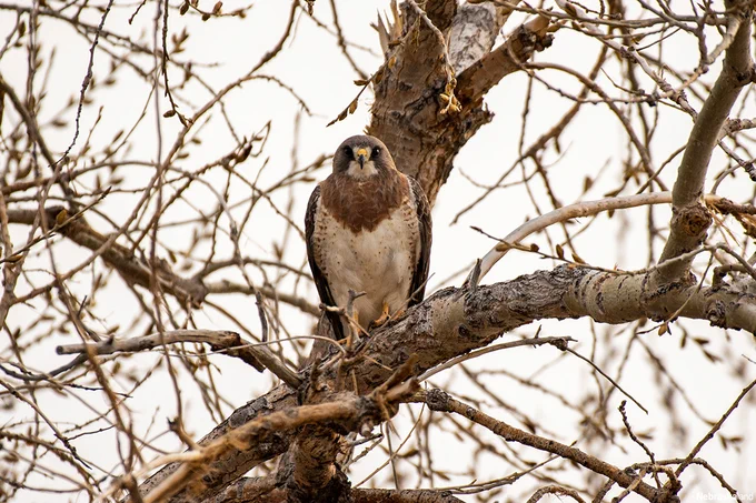 Swainson's Hawk (Buteo swainsoni) in Wildcat Hills of Banner County. 