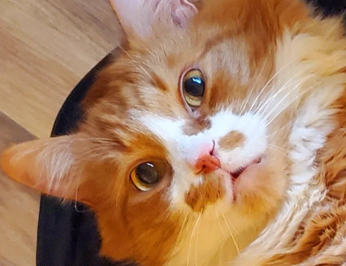 an orange and white cat seeks invites. or possibly tubefish. probably tubefish. 