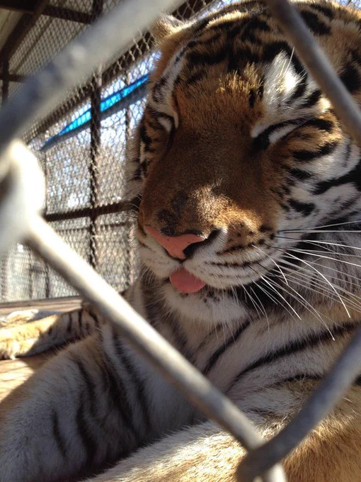 alt text: hallow is so happy in this photo
image description: a tiger with its eyes closed and its tongue partially out ("blepping") so cute