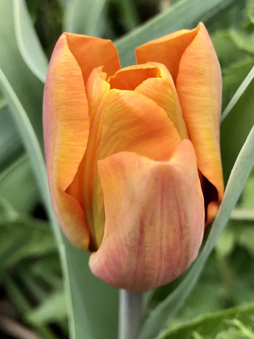 A soft mango tulip with red and yellow streaking.