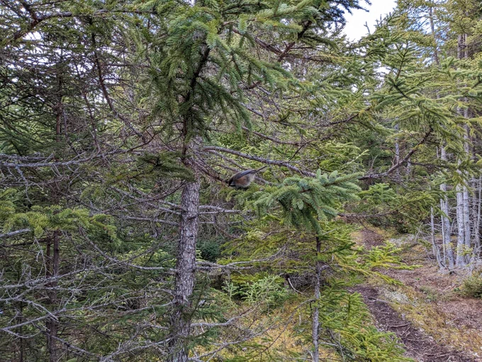 Boreal Chickadee.