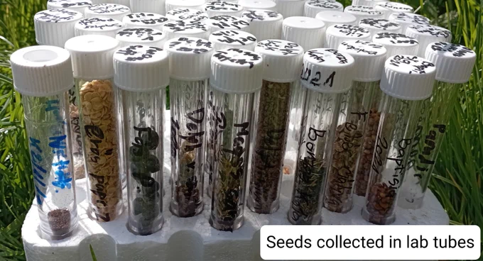 Seeds collected in lab tubes