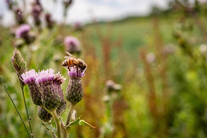 
📸 Coton Orchard
