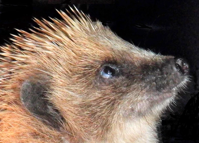 Face of a wild European hedgehog