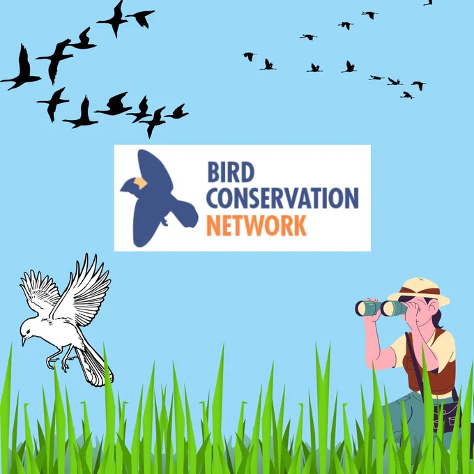 animated image of a person looking at a hawk landing. Logo for the Bird Conservation Network.Geese flying on top