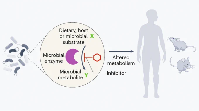 Graphical abstract - small molecule inhibitors of microbial enzymes alter the metabolism of their host.