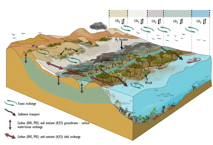 3D conceptualmodel developed by @ooid_scientific