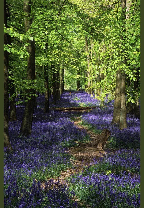 Ashridge Park, Hertfordshire