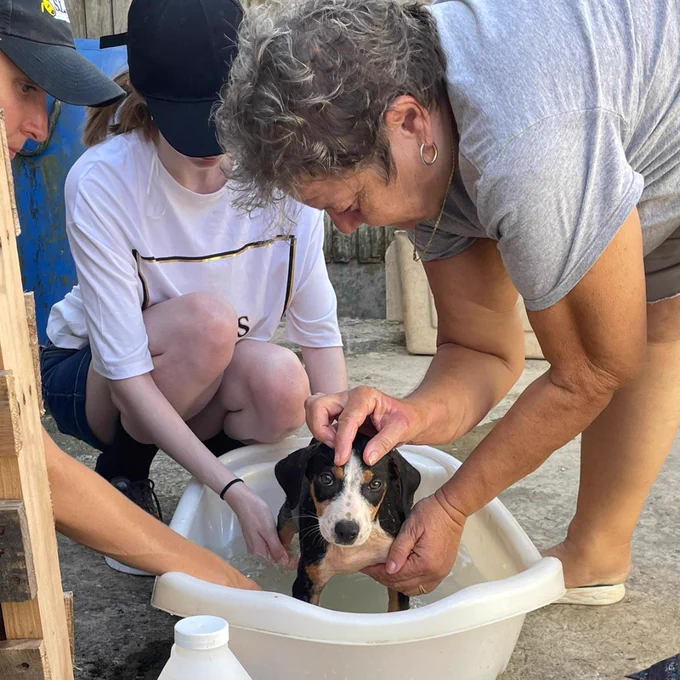 Two people bathing a dog in a white bucket.