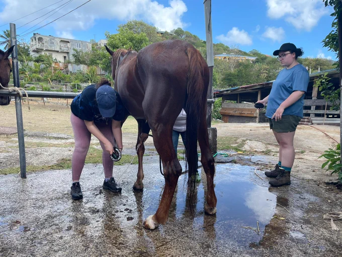 Student bent over checking a brown horses shoes.
