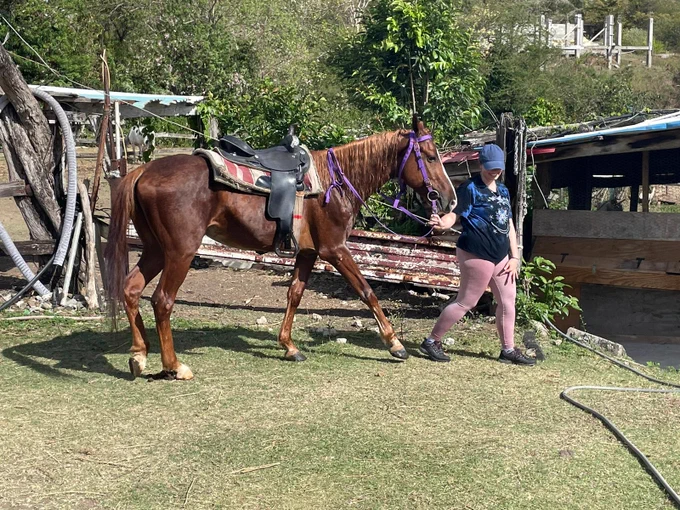 Student leading a brown horse around by a lead.