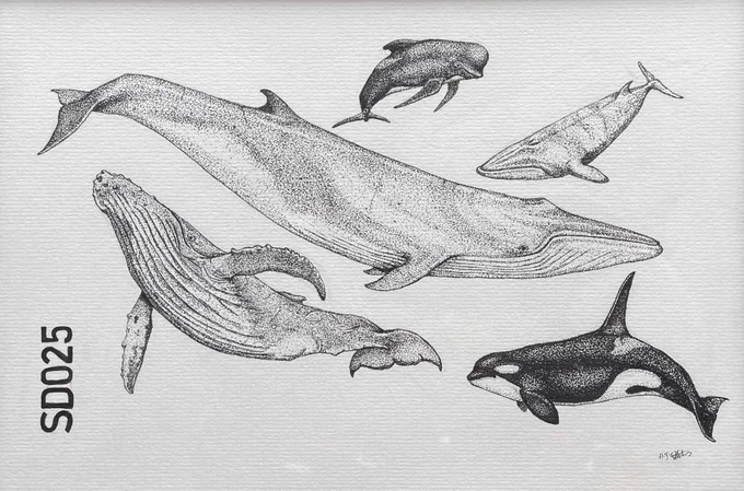 Five whales drawn in fine scientific detail using many tightly clustered black in dots.