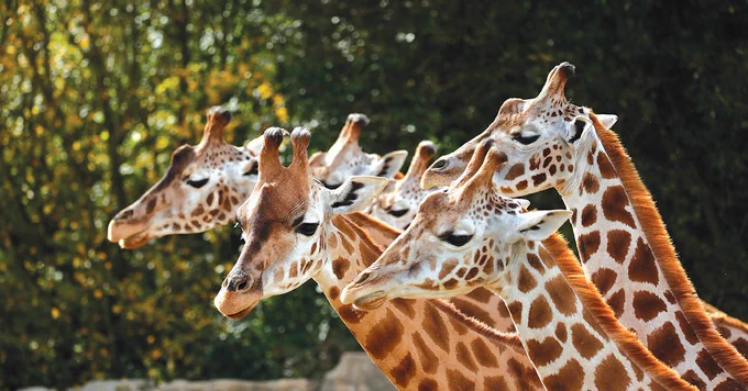 A group of giraffes