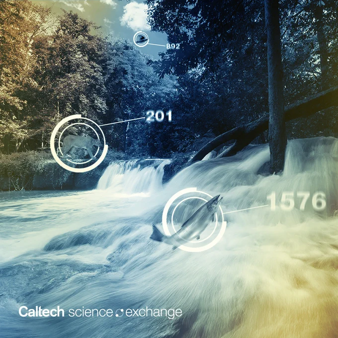 A woodlands scene in muted shades of blue with gold at the upper left and lower right; a bird in the sky is circled and has the number 892 attached; a mountain lion stalks near a river and has a circle with the number 201 associated; a salmon jumps from the river and has a circle and the number 1576 associated; in the lower left it reads: Caltech science exchange