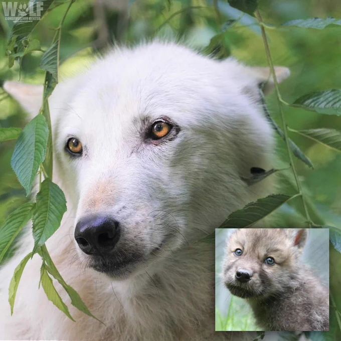 Beautiful light-colored wolf named Alawa with an inset image of Alawa as a young pup.