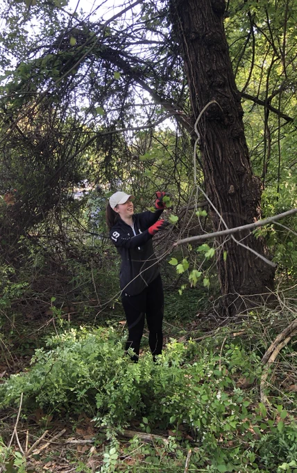 A Burness staff person wearing all black and a white hat pulls down an invasive plant from a tree in a park. 