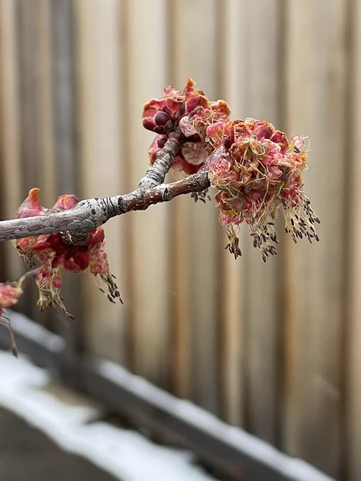 Close up of a tree branch with red flowers.