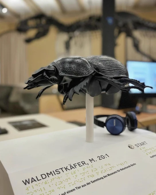 Mistkäfertastmodell auf weißem Podest mit Schwarz- und Brailleschrift vor dem Skelett des Tyrannosaurus rex Tristan Otto im MfN Berlin