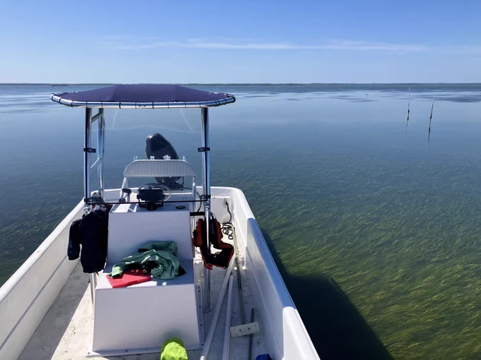 Seagrass in about a foot of water in South Bay off the coast of the Eastern Shore. Flat bottom boat in the foreground. Photo taken April 2023