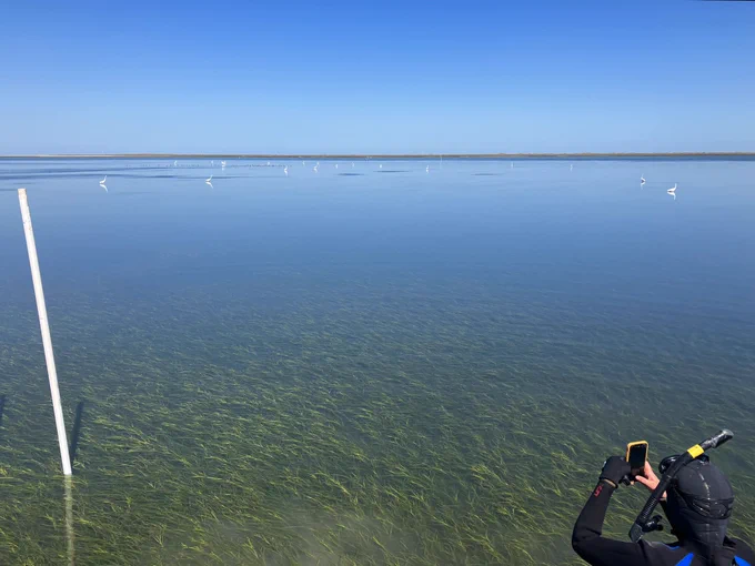 Seagrass in about a foot of water in South Bay off the coast of the Eastern Shore. Birds in the background, researcher in the foreground taking a photo. Photo taken April 2023