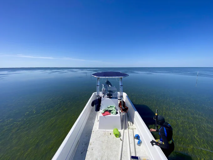 Seagrass in about a foot of water in South Bay off the coast of the Eastern Shore. Flat bottom boat and researcher in snorkeling gear in the foreground. Photo taken April 2023