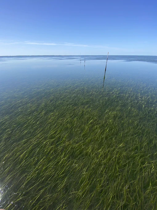 Seagrass in about a foot of water in South Bay off the coast of the Eastern Shore. Photo taken April 2023