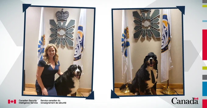 An image containing two photos of a bernese mountain dog sitting, a woman next to the dog, and the CSIS flags and crest behind. 