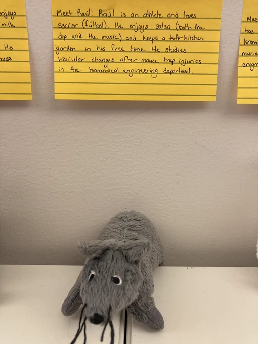 A plush grey mouse sitting below a sticky note that states “Meet Raúl! Raúl is an athlete and loves soccer (fútbol). He enjoys salsa (both the dip and the music) and keeps a kitchen garden in his free time. He studies vascular changes after mouse-trap injuries in the biomedical engineering department.”