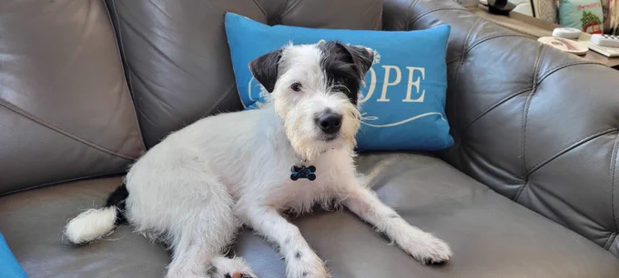 Dog on couch