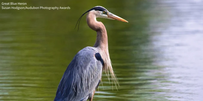 A photo of a side profile of a Great Blue Heron looking out in shallow water. Credit: Susan Hodgson/Audubon Photography Awards 