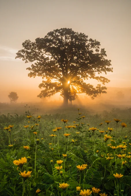 The rays of the sun pierce through the morning fog to shine on a large tree and a field filled with wildflowers. 