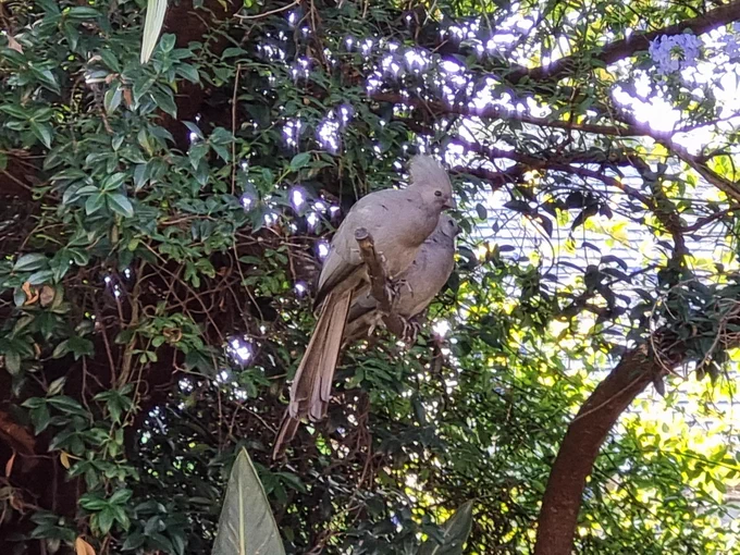 Two Grey Lowries sitting in a tree. 
