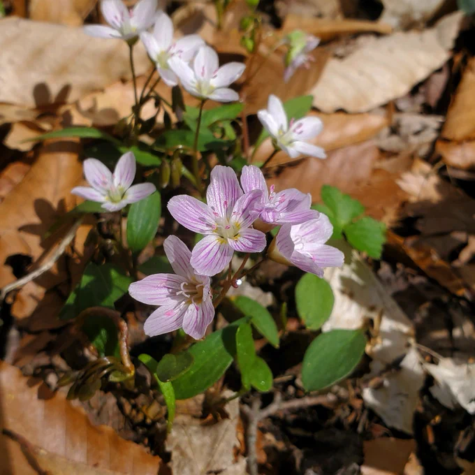 Purple and white blossoms of spring beauties ephemeral 