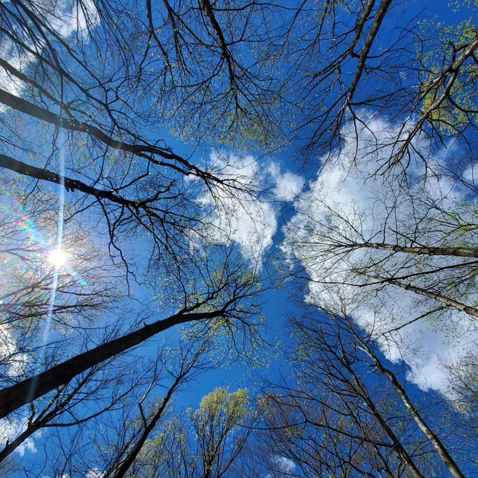A view of the forest canopy in early spring before the trees have leaves 