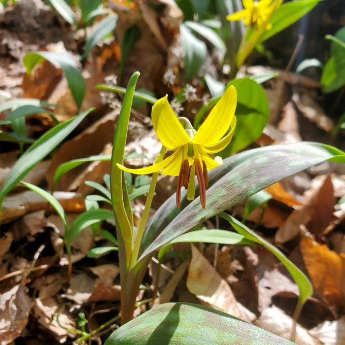 Yellow blossom of the trout lily ephemeral 