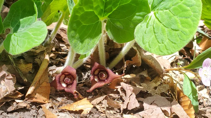 Green leaves and red blossoms of wild ginger ephemeral 