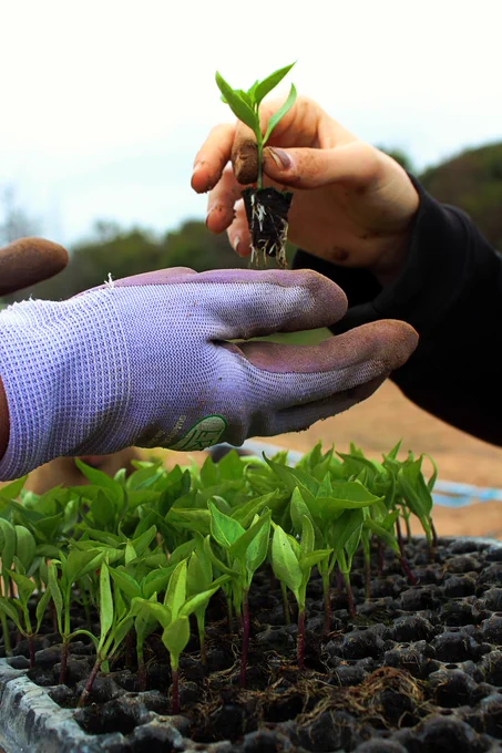 A dirt-covered hand places a seedling in a gloved hand