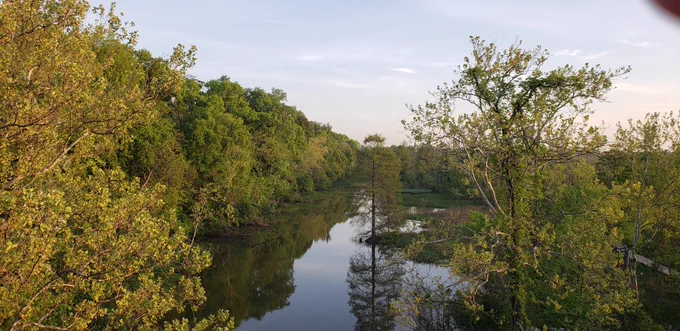 Wetland along the Potomac at Roosevelt Island.