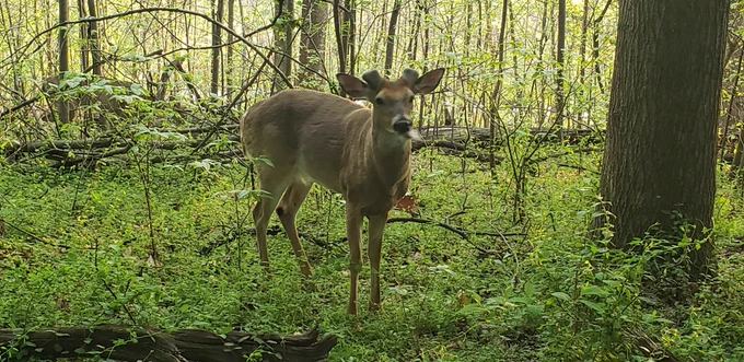 White-tail deer buck browsing on herbs and shrubs.