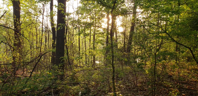 Sunrise over DC through the forest on Roosevelt Island.