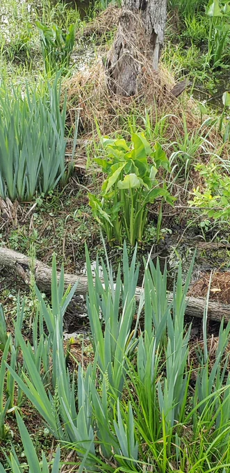 Wetland plants along the Potomac at Roosevelt Island.