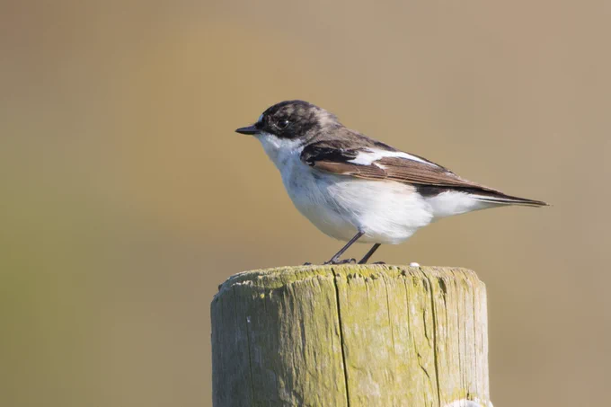 Pied Flycatcher