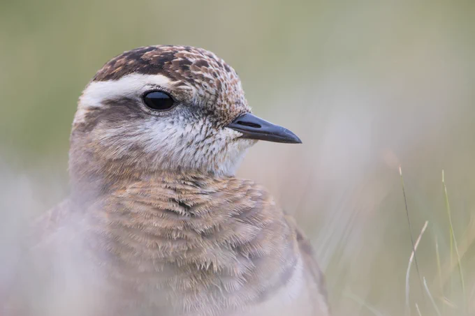 Dotterel