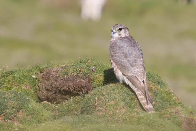Merlin
