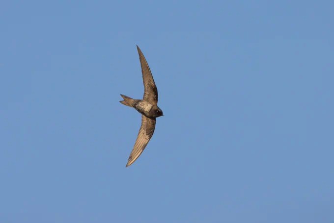 Alpine Swift